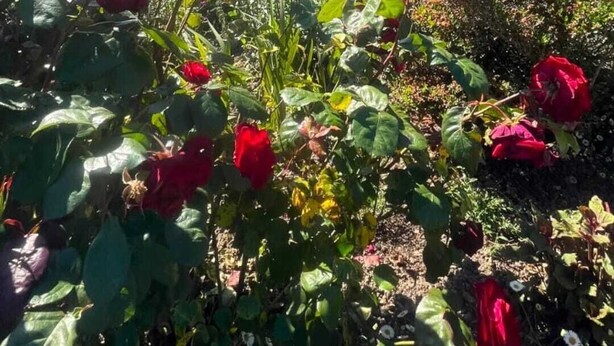 Una casa de piedra con garaje, un jardín de rosas rojas y un cielo azul despejado.