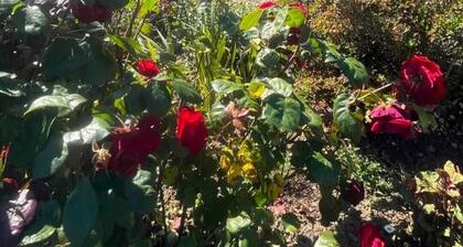 Breton house with large flower garden, 3 bedrooms and 2 sd2, 7kms from beaches.
