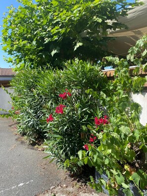 Ein Garten mit grünen Blättern und roten Blüten, einem gepflasterten Weg und einer weißen Mauer.