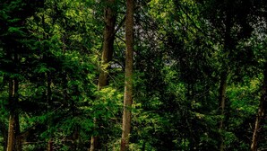 Área externa com assentos Adirondack e lareira, cercada por pedras e árvores.