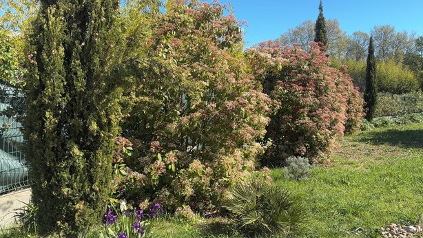 Um jardim com várias árvores e arbustos, um caminho de concreto e uma cerca de metal ao fundo.