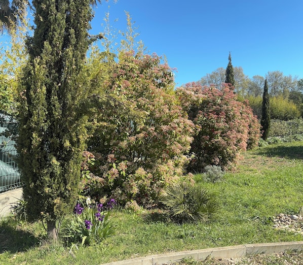 Ein Garten mit verschiedenen Bäumen und Sträuchern, einem Betonweg und einem Metallzaun im Hintergrund.