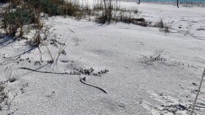 Ein sandiger Strand mit vereinzelter Vegetation und blauem, wolkenlosem Himmel.