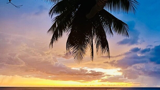 A beach scene with a palm tree, ocean, and sunset. - La Casita - Glamping bungalow with AC in Rincón (Rincón)