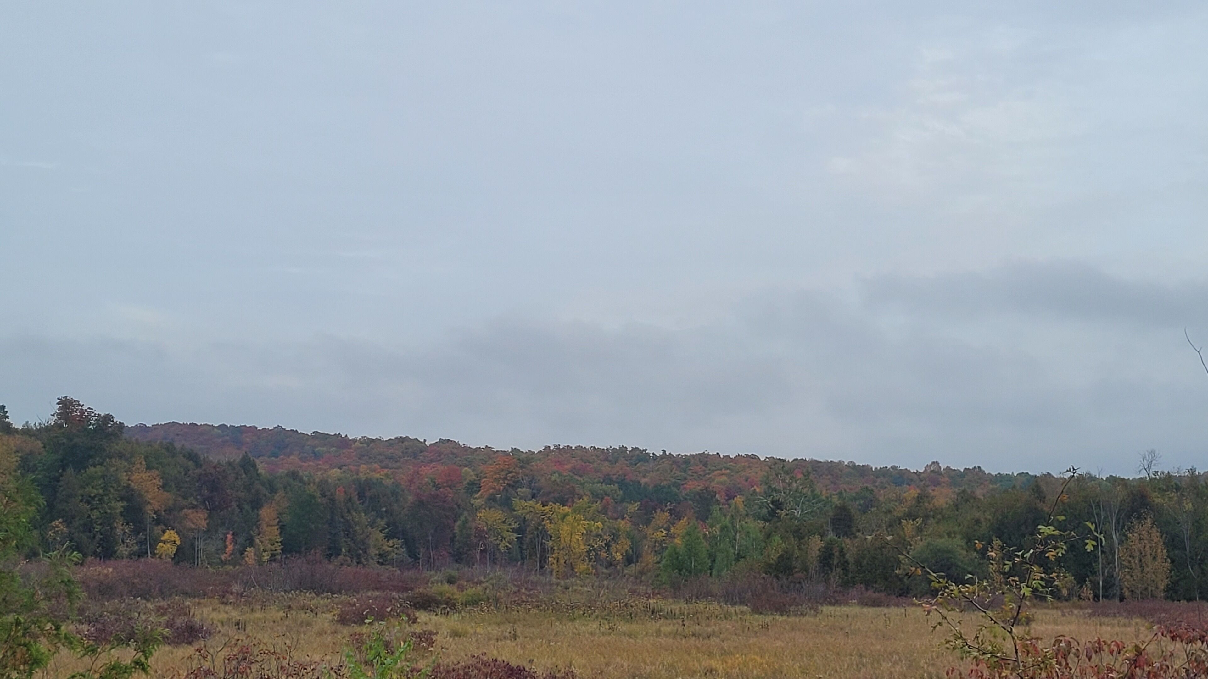 A natural landscape with a forested hill and a flat field.