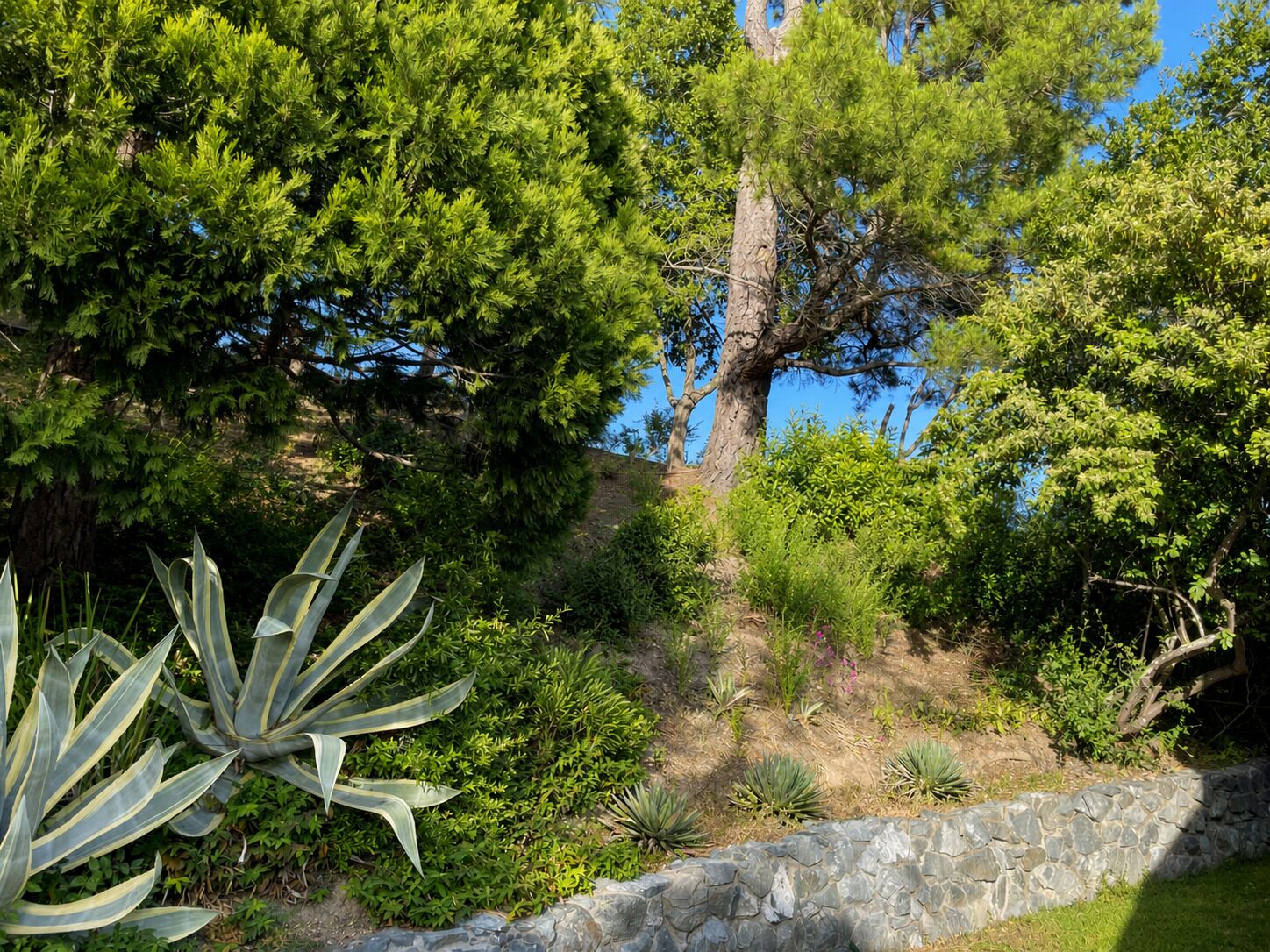 A landscaped garden with various plants, a stone wall, and a large tree.
