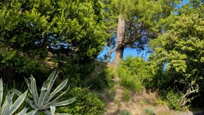 A landscaped garden with various plants, a stone wall, and a large tree. - Spacious 4-bedroom house with AC in tranquil Orinda (Orinda)