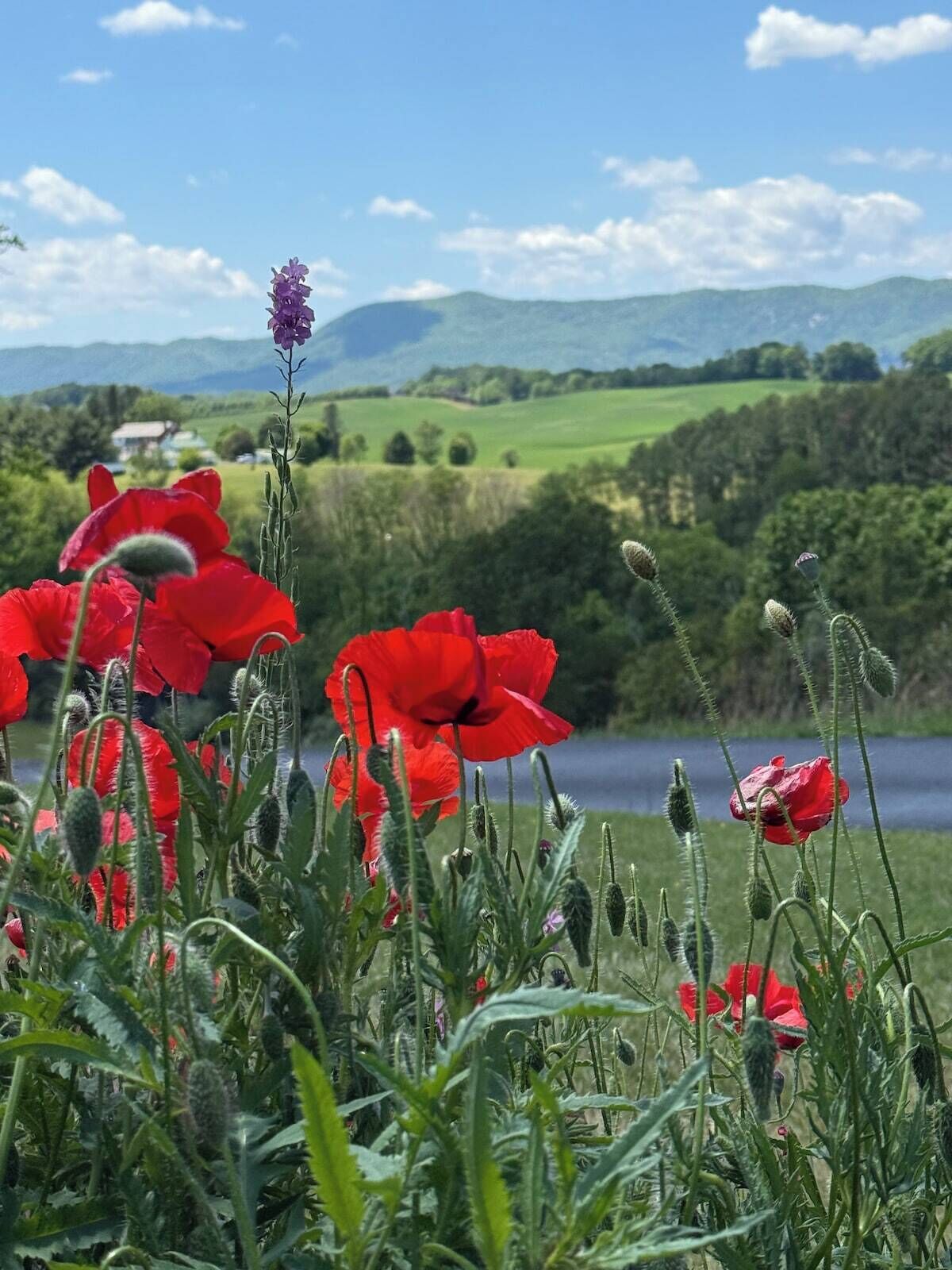 A field of red poppies with a lake and hills in the background.