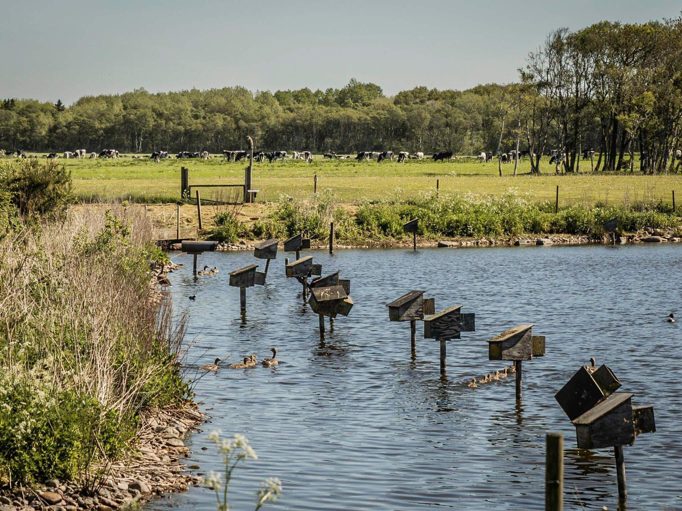 A rural landscape with a pond, ducks, and cows in a fenced pasture.