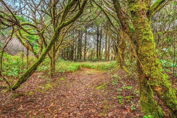 Un sentier forestier bordé d’arbres aux troncs recouverts de mousse.