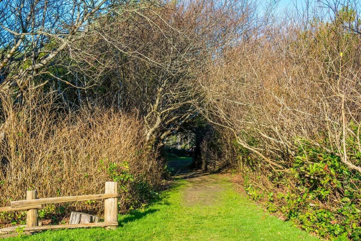 A narrow pathway through dense shrubbery with a wooden fence on one side.