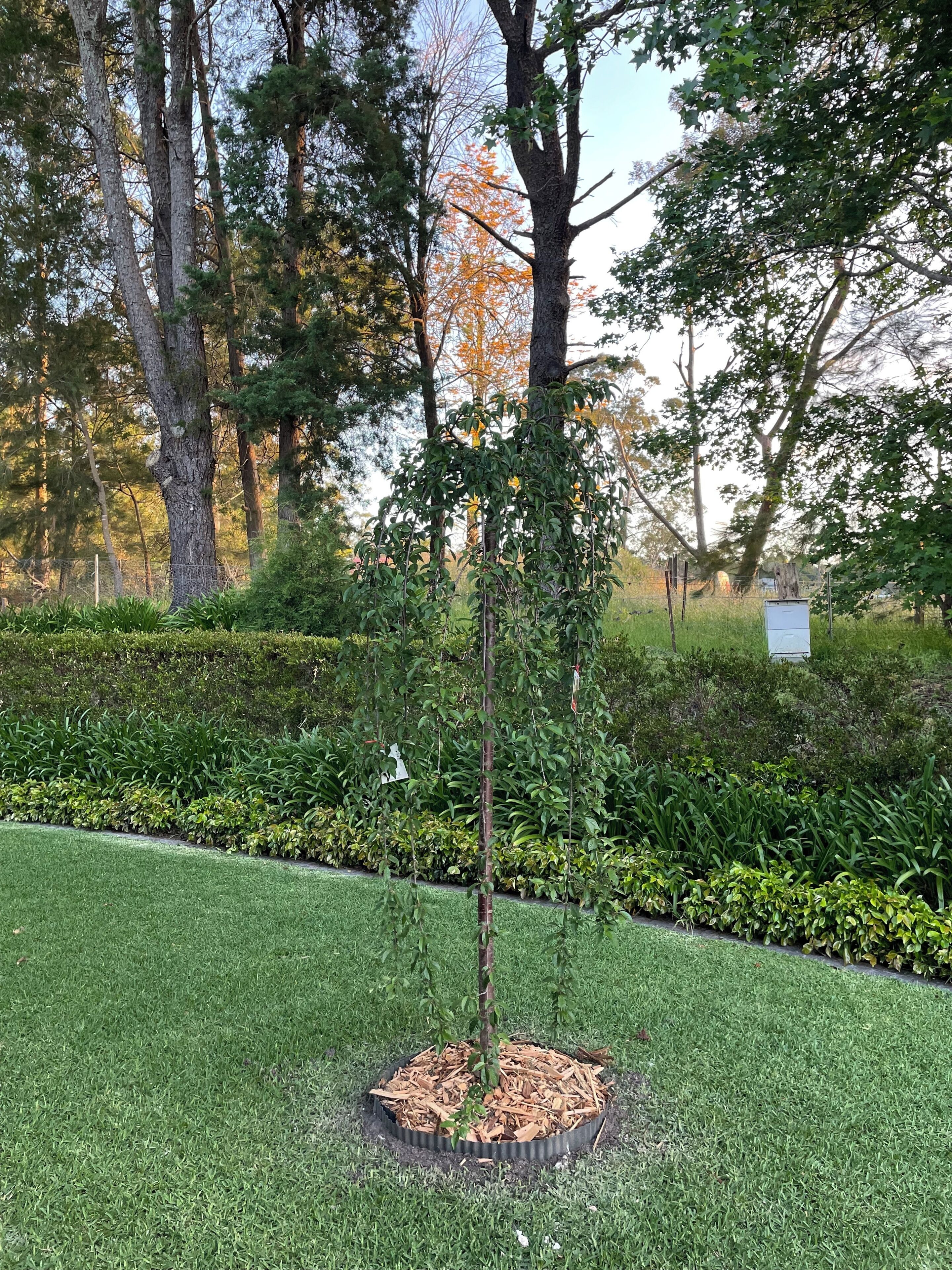 A small tree planted in a circular bed of mulch, surrounded by well-maintained grass and various shrubs.