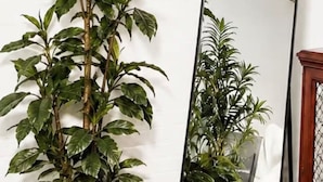 Ein Blumentopf neben einem Spiegel auf einem gefliesten Boden.
