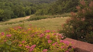Un paisaje con un camino que serpentea por un campo de flores rosas, rodeado de vegetación y una colina al fondo.