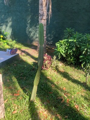 A cactus in a garden with a table and plants.
