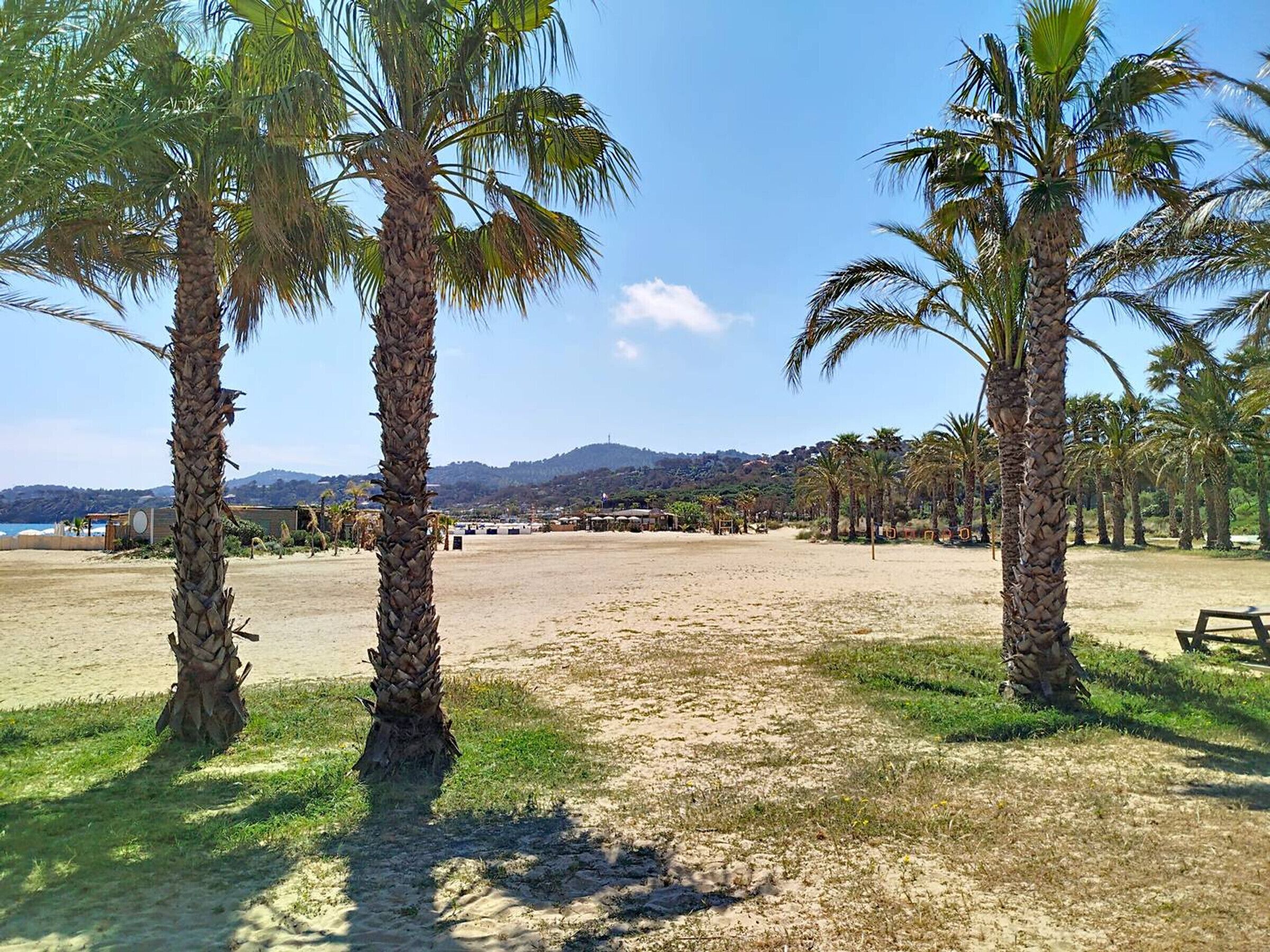 A beach with palm trees, a sandy area, and a distant view of buildings and hills.