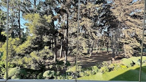 A forested area with tall trees and a dirt path. - Departamento en Santo domingo Tricao (Santo Domingo)