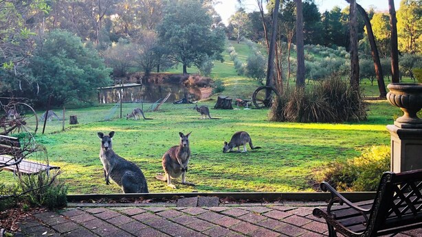 A grassy outdoor area with trees and a bench. - CountrysideRetreat Romance Luxury Cottage NativeWildlife Daylesford – Hepburn (Hepburn)