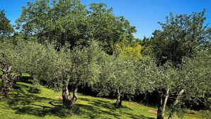 A vineyard with rows of trees and a grassy area. - Marisa Olive Grove - App Terra, Labin, Croatia (Labin)