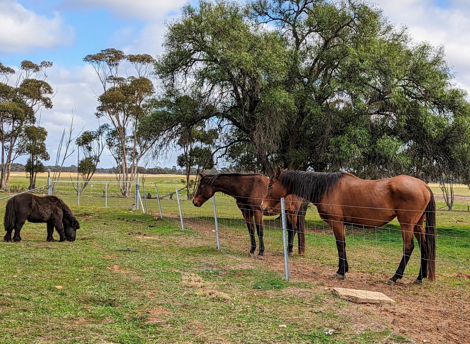 A fenced outdoor area with horses grazing, surrounded by trees.