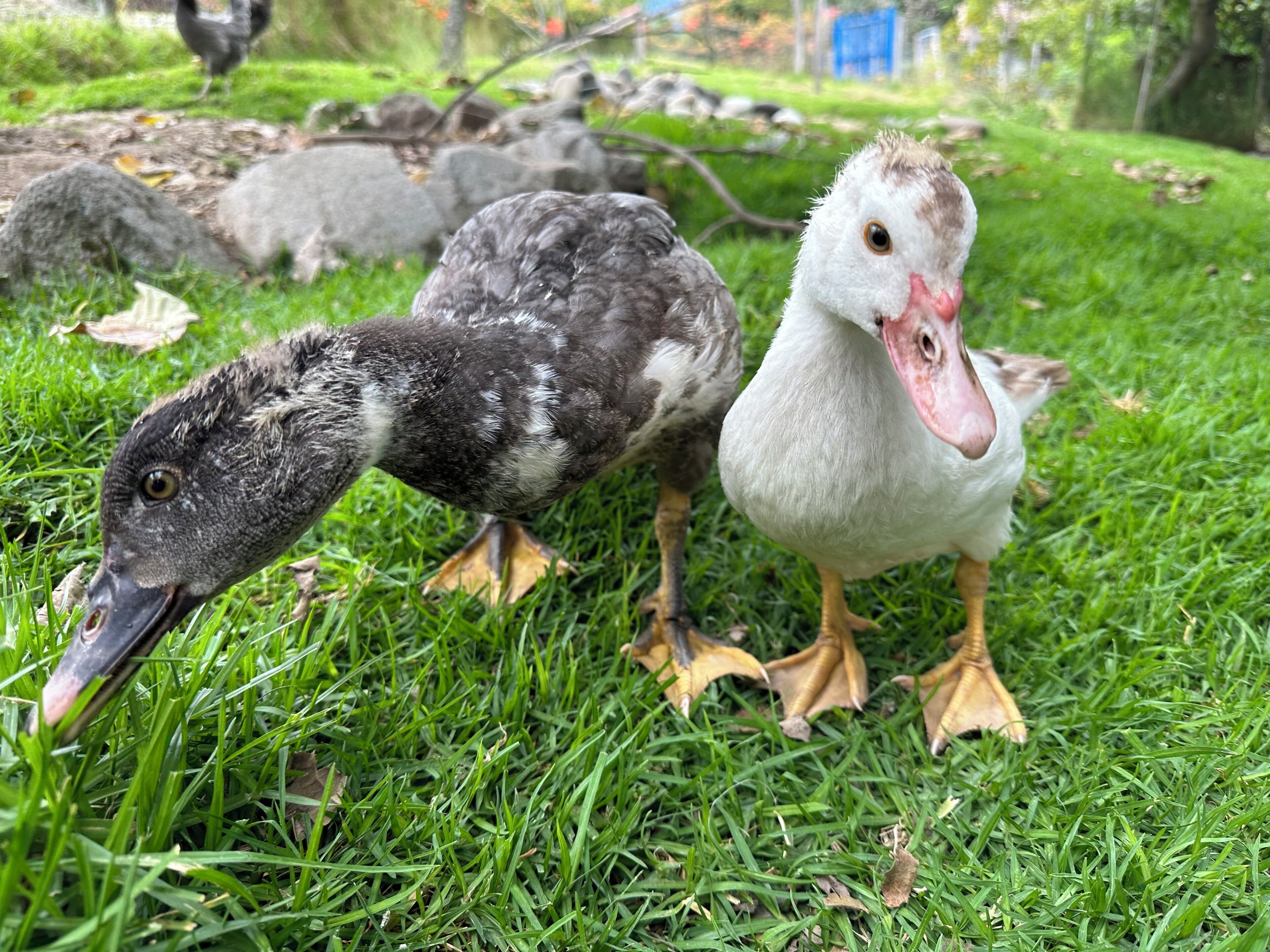Dois patos na grama com pedras e uma estrutura azul ao fundo.