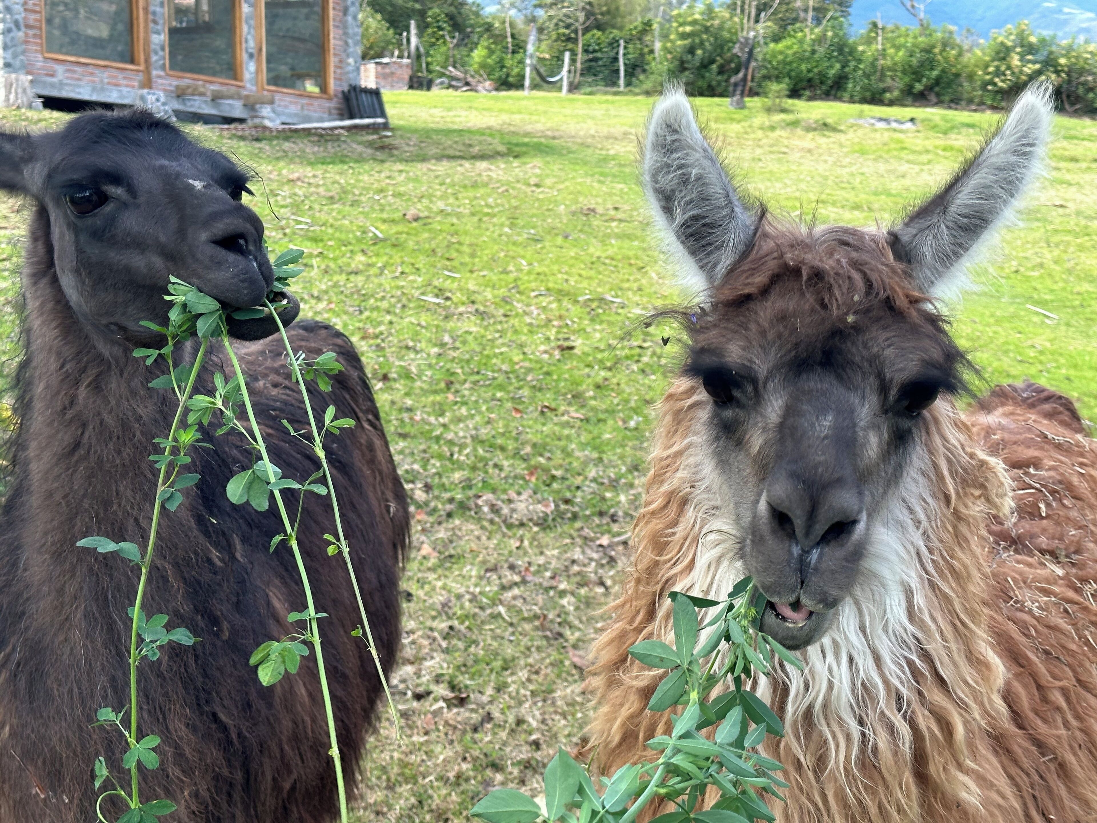 Deux lamas paissent dans une zone herbeuse, avec un bâtiment en arrière-plan.