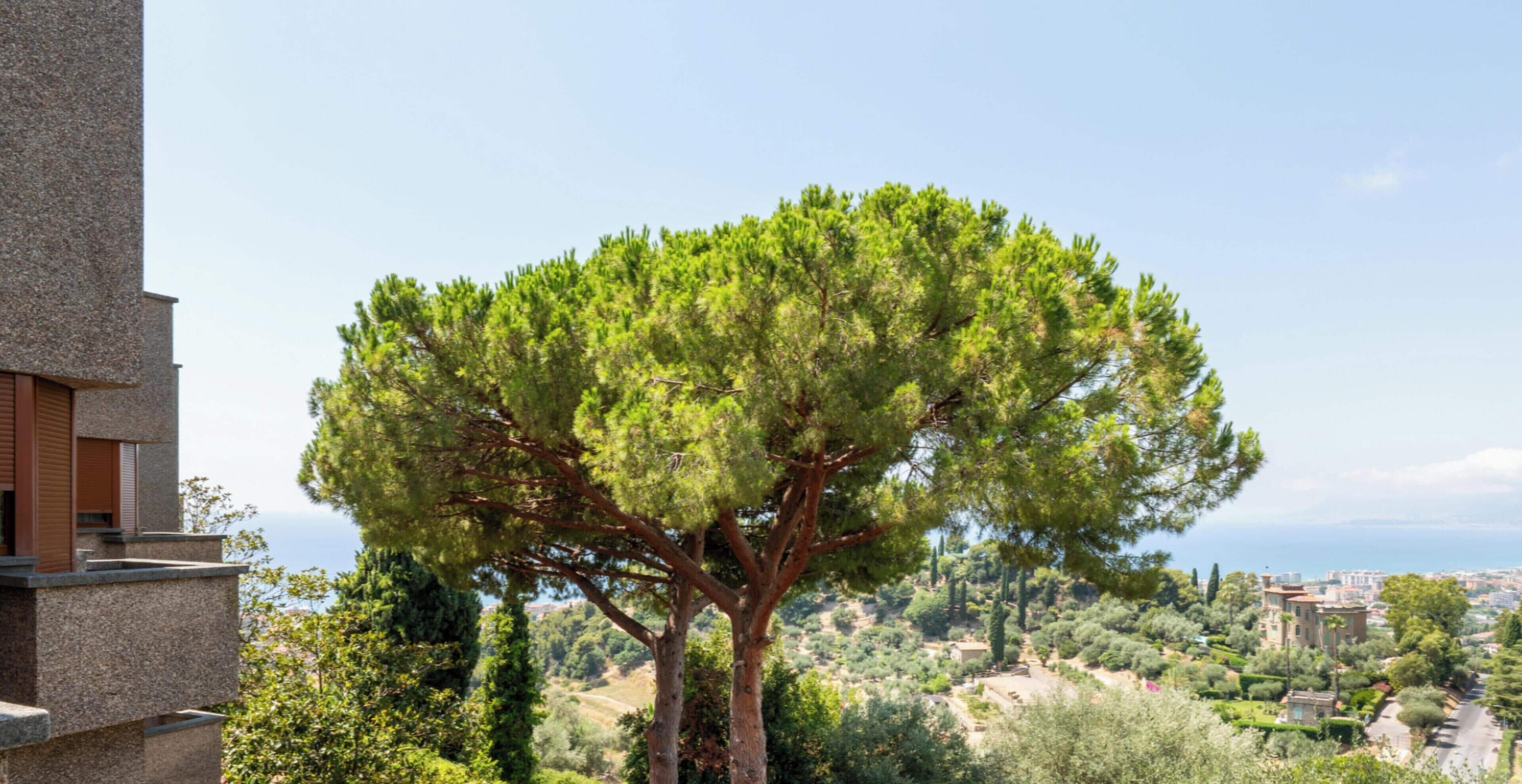 Un árbol de copa frondosa, un edificio de piedra con balcón y vistas a un paisaje montañoso con edificios a lo lejos.