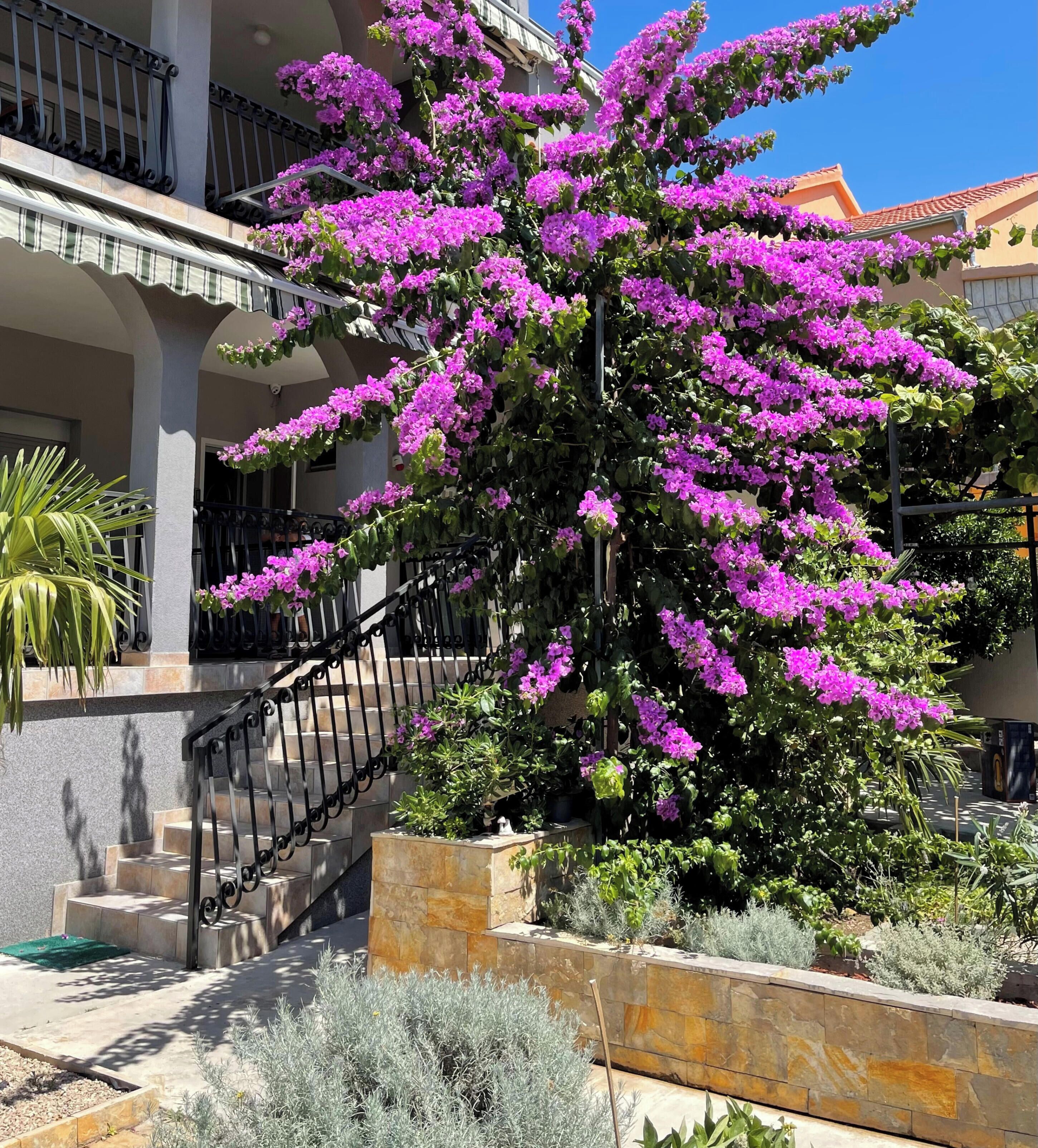 A building with a staircase, a balcony, and a large flowering tree.