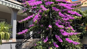 Un edificio con escaleras, un balcón y un gran árbol florecido.