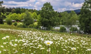 A field of white flowers with a lake and trees in the background. - Le Domaine des Mon di res 1p4v (Meyrignac-l'Eglise)