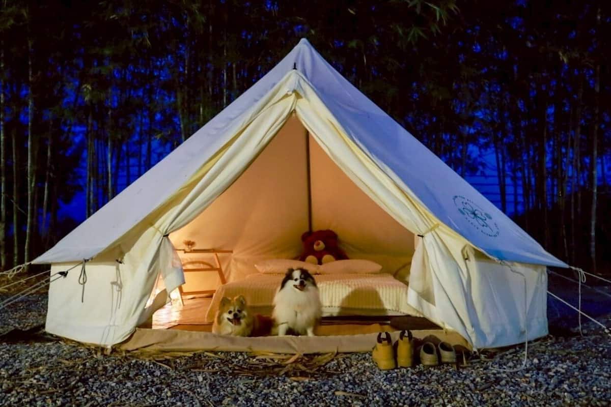 A tent with a sleeping area and a dog sitting inside.