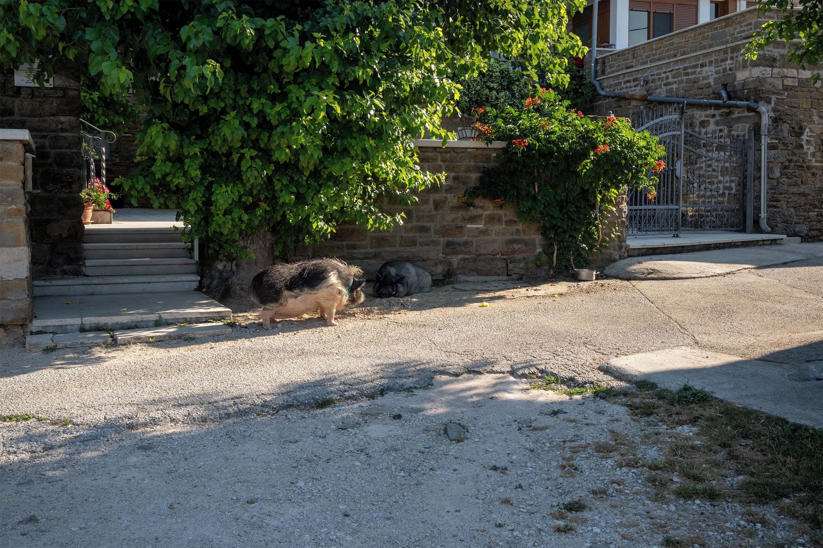 Un bâtiment rustique en pierre, avec une allée de gravier et un chien reposant près d’un mur recouvert de feuillage verdoyant.
