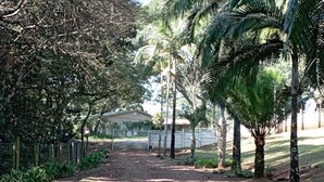 Un chemin menant à un bâtiment entouré de palmiers et de verdure.
