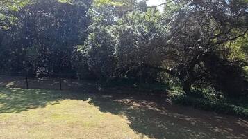 A grassy area with trees and a fence in the background.
