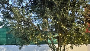 Un arbre amb pedres blanques al seu peu, una tanca verda i un edifici al fons.
