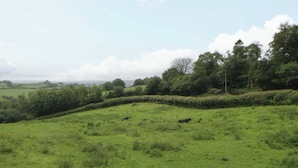 A green field with a hedge and a cow in the distance. - The Hut (Llandysul)