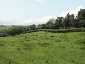 Eine grüne Wiese mit einer Hecke und einer Kuh in der Ferne.