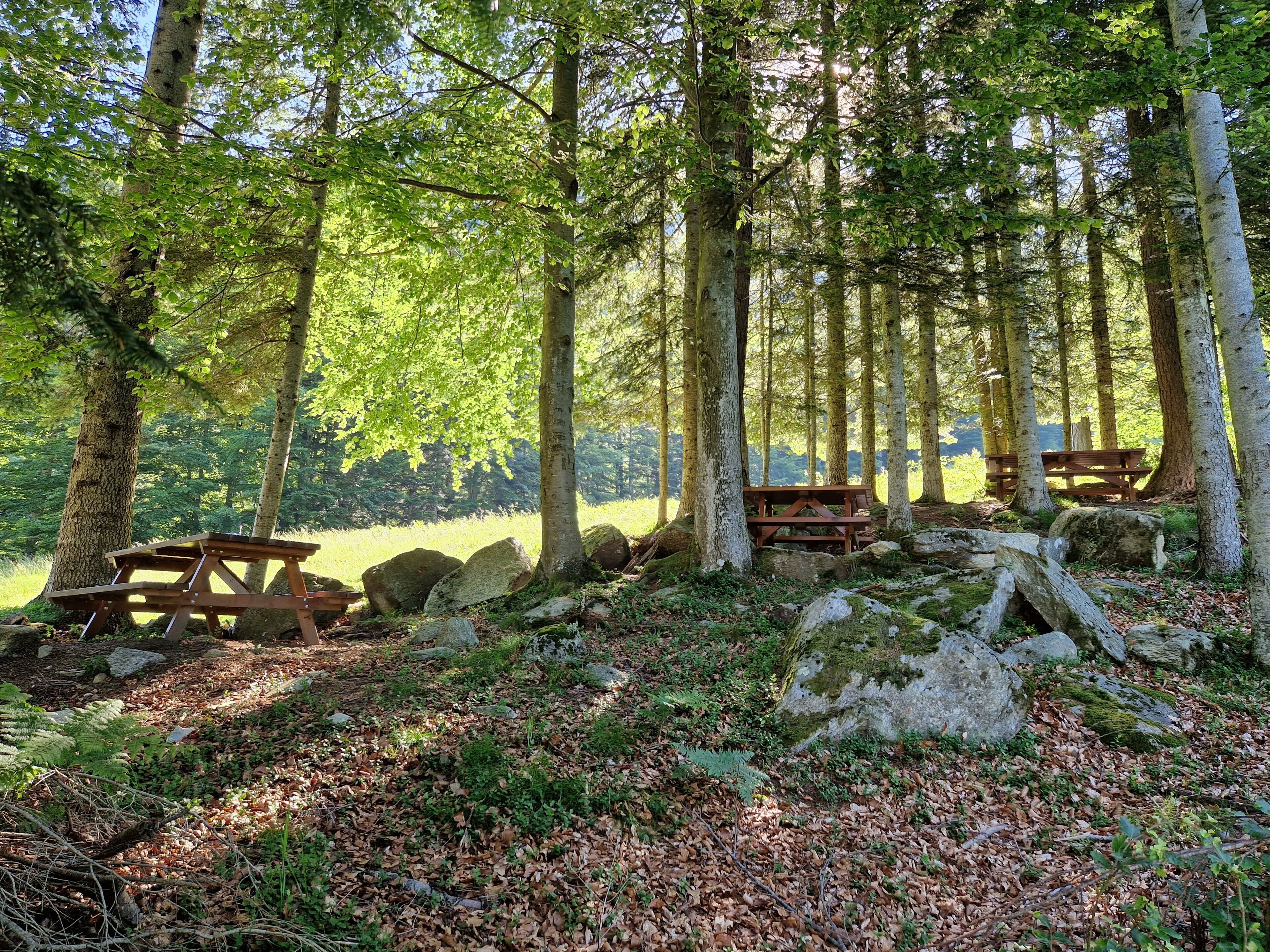 A forested area with picnic tables and rocks.