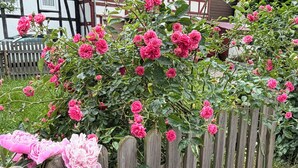 A garden with pink flowers and a wooden fence. - Holiday Living Zennern - near Fritzlar & Edersee (Wabern)