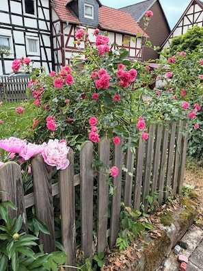 Un jardí amb flors roses i una tanca de fusta.