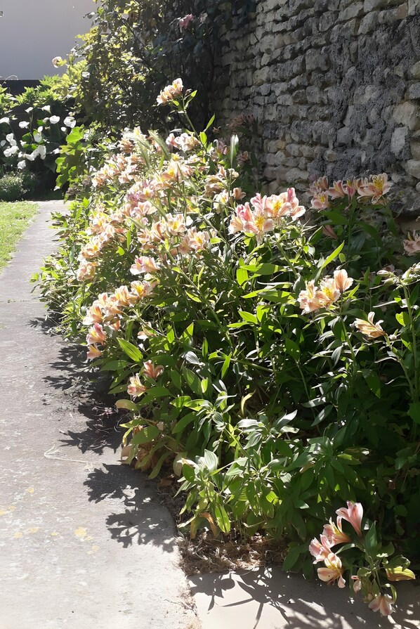 A pathway bordered by flowering plants and a stone wall.