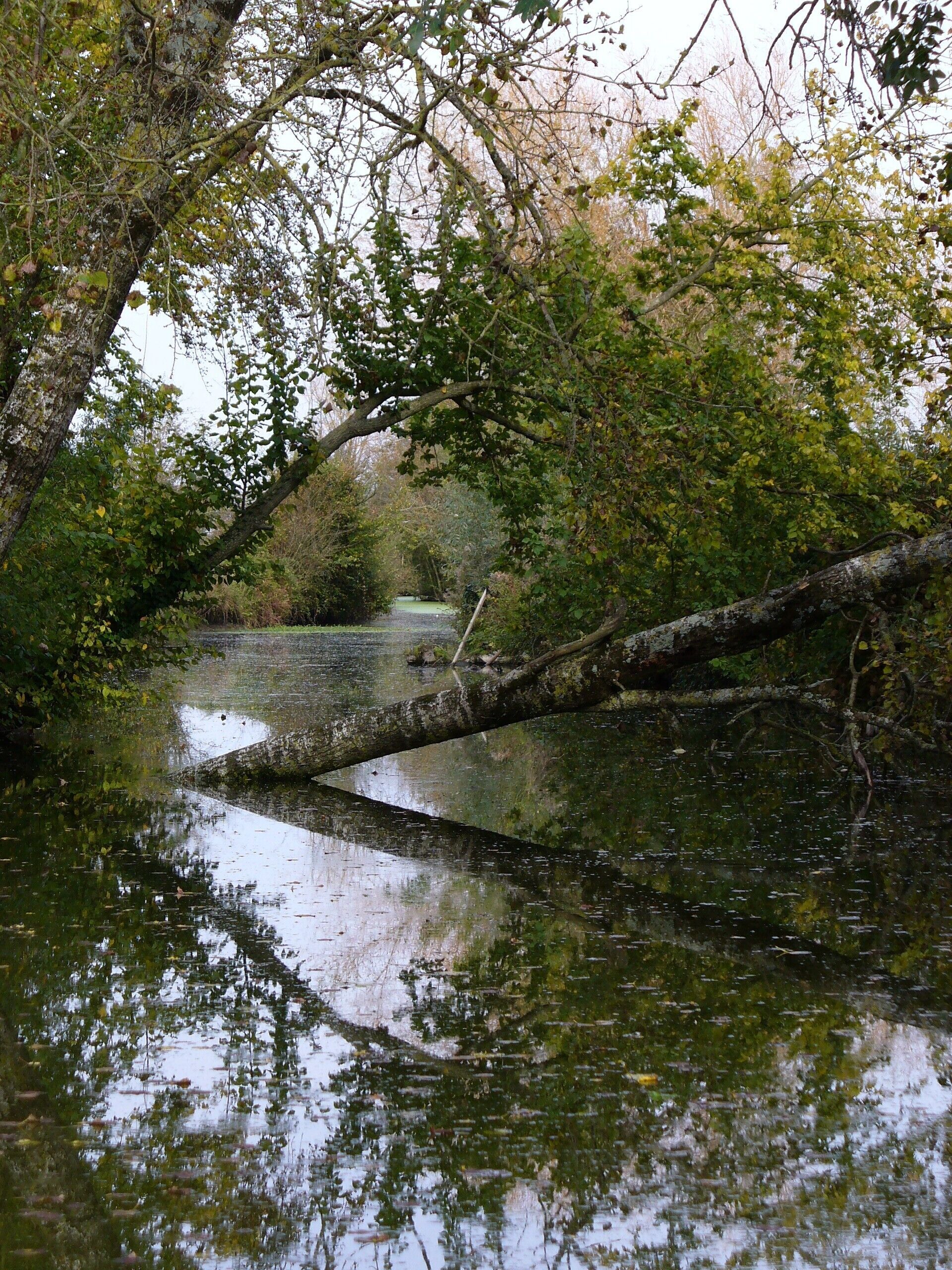 Paisagem natural com corpo d'água, árvores e um tronco de árvore caído.