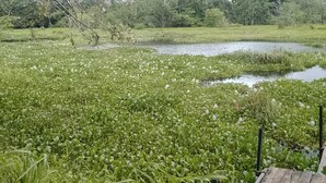 A natural landscape with a pond, grassy areas, and trees. - Rio Lake Hotel Sigiriya (Sigiriya)