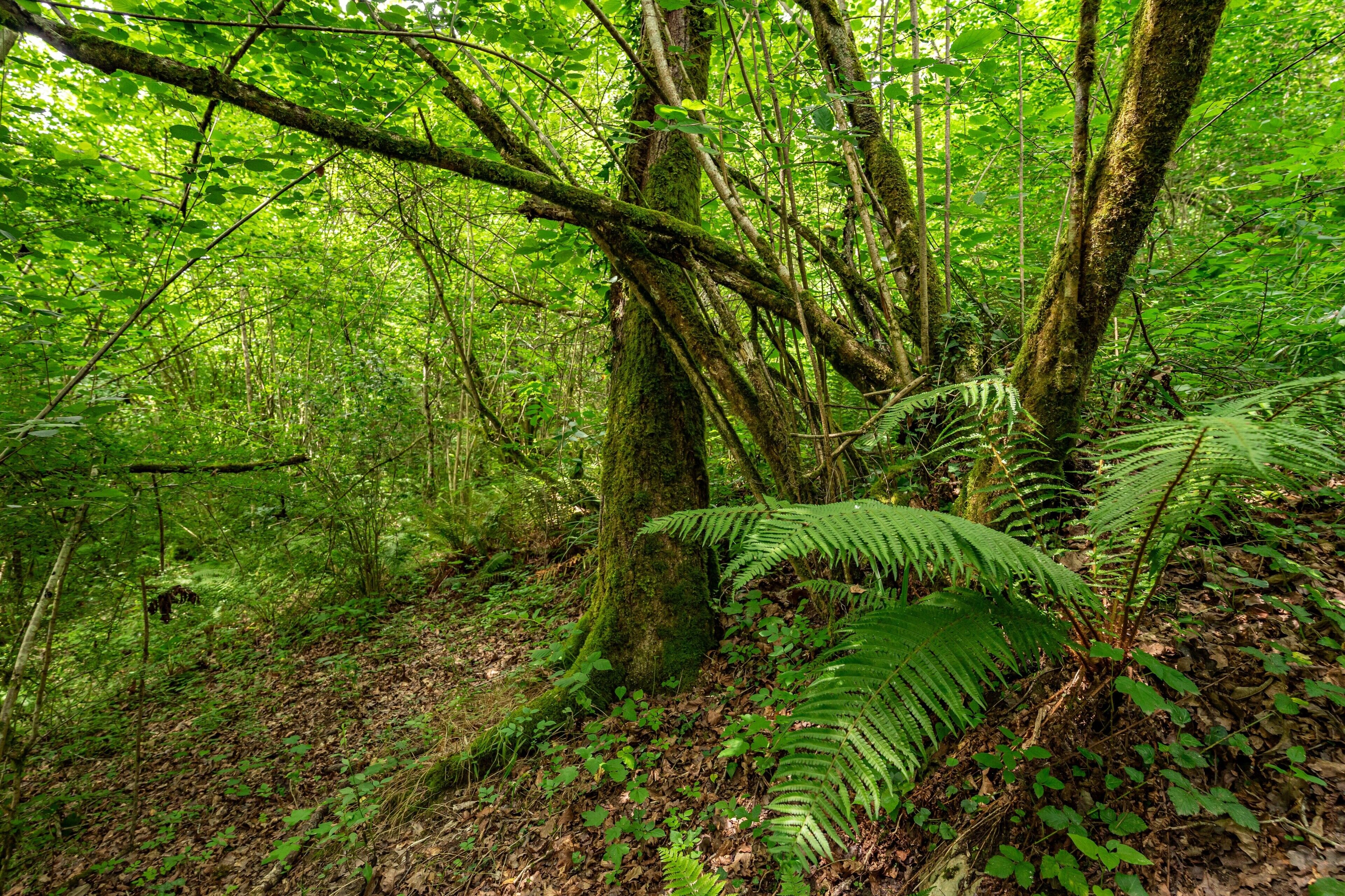 A dense forest with a variety of trees and ferns.