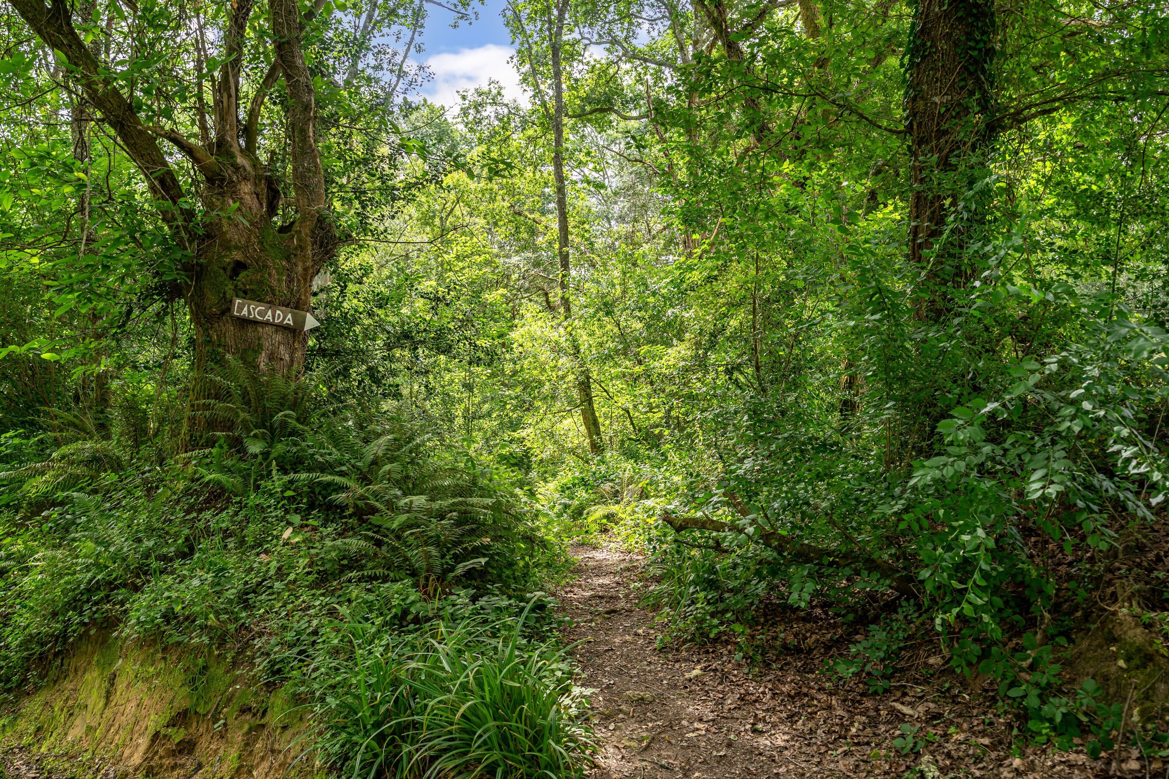 Un sendero en el bosque con un letrero que dice 'ASCADA'.