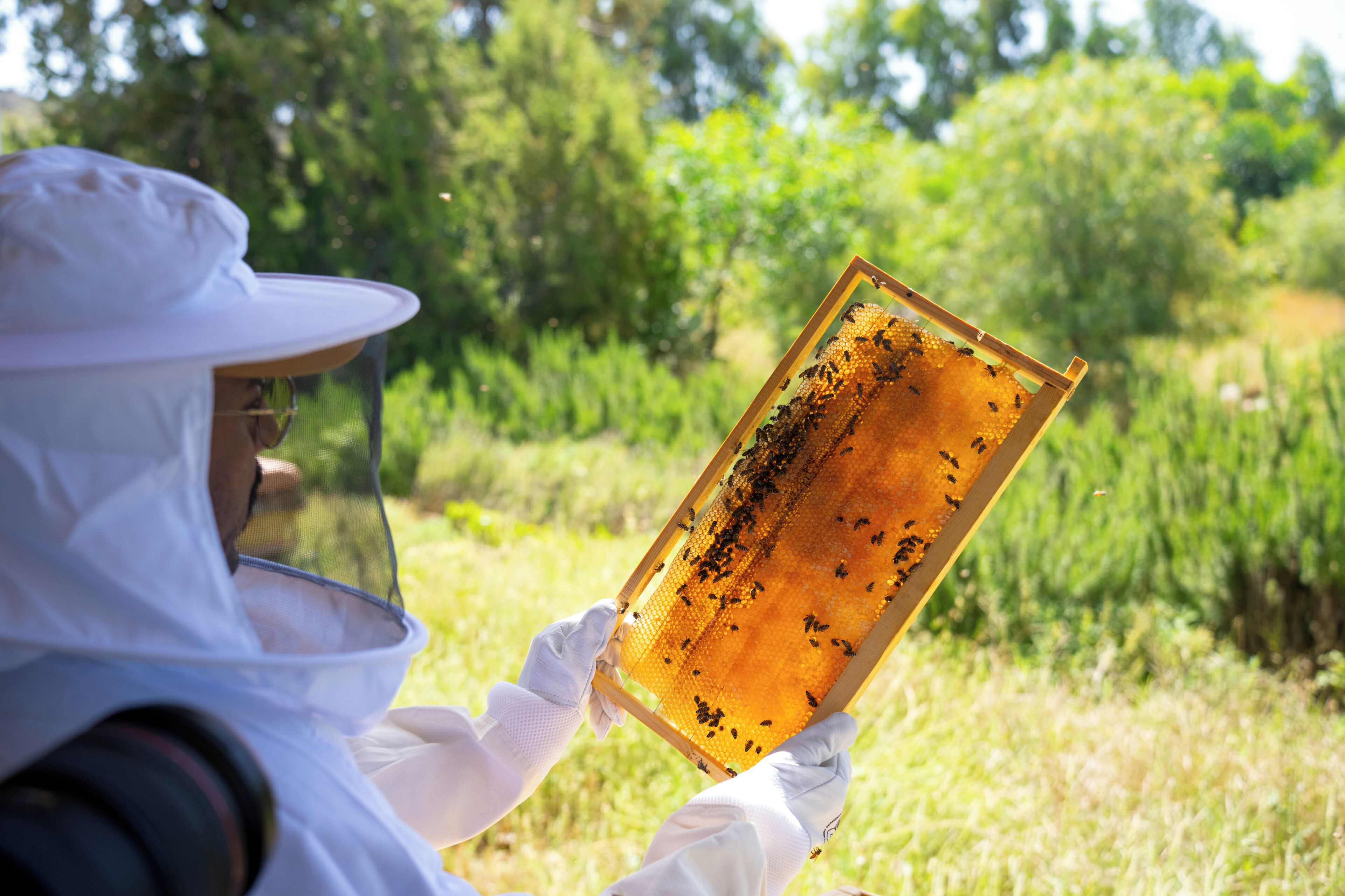 A person in protective clothing holding a beehive frame.