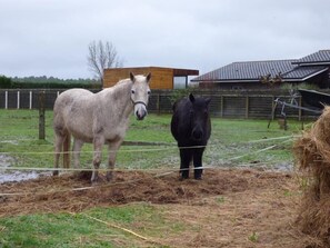 Two horses in a fenced area with hay bales, a wooden building, and a metal roof structure in the background. - les 3 notes de mérotte (Coutras)