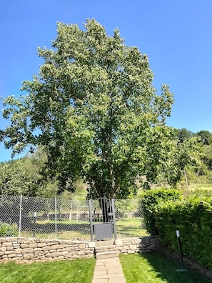 Ein Baum in einer angelegten Grünfläche mit einer Steinmauer und einem Metallzaun.