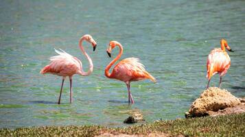 Tres flamencos de pie en el agua, con una roca al frente.