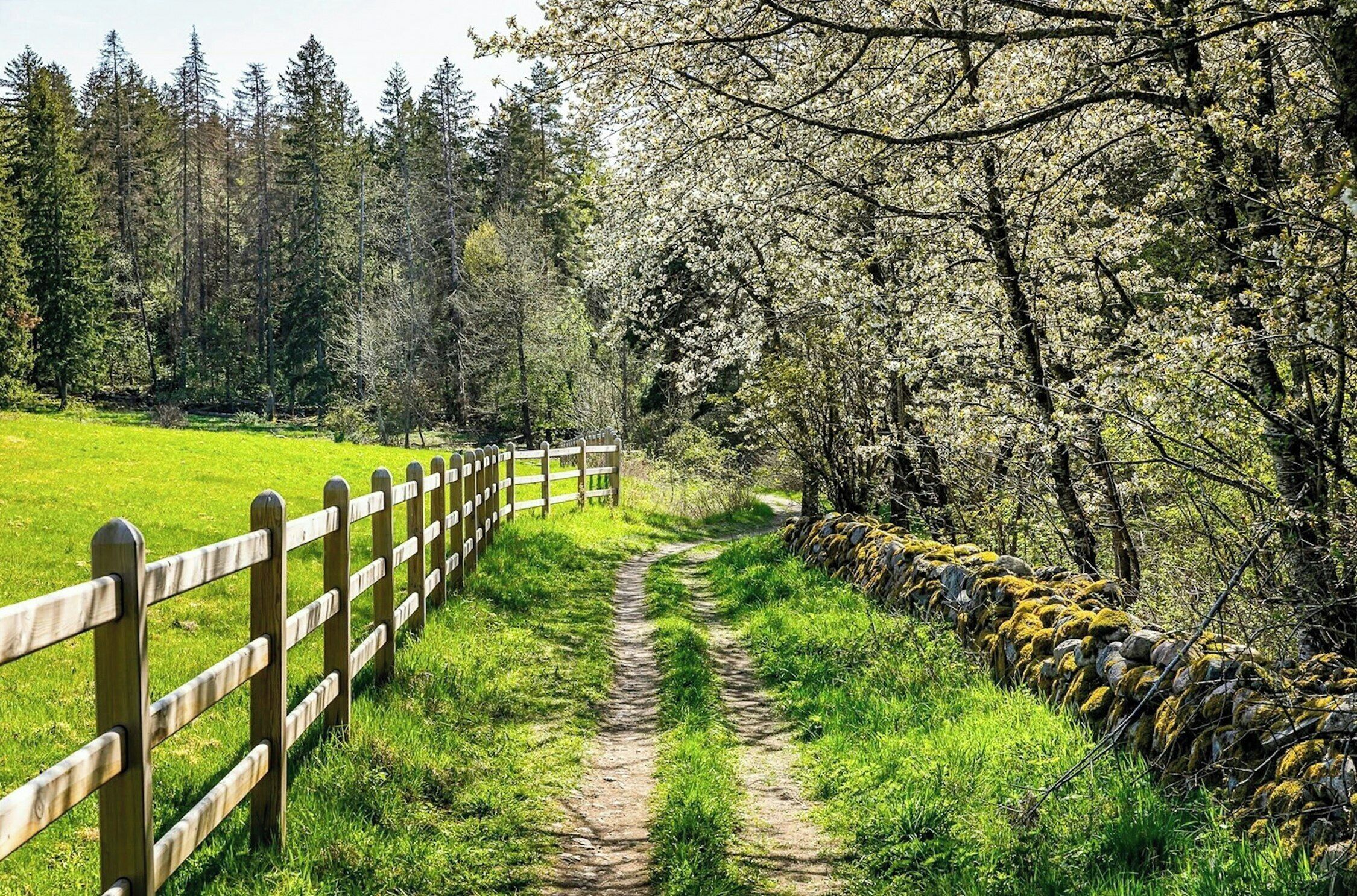 Une clôture en bois, un mur de pierres et un sentier herbeux qui traverse une forêt.
